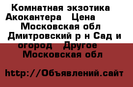 Комнатная экзотика - Акокантера › Цена ­ 500 - Московская обл., Дмитровский р-н Сад и огород » Другое   . Московская обл.